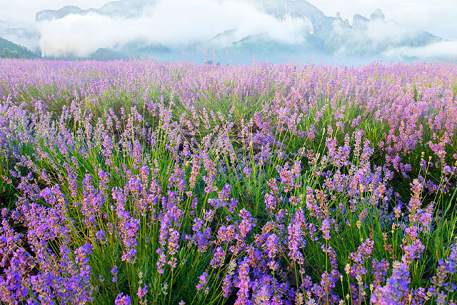 花氧.jpg 花氧.jpg